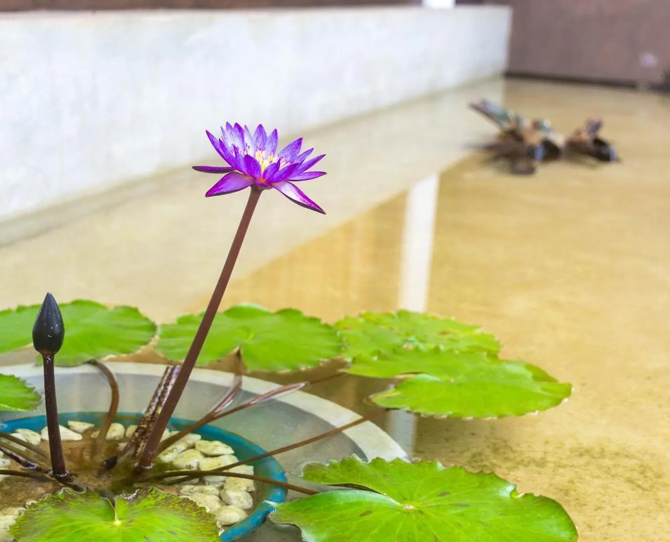 Abie Villa Negombo Aparthotel